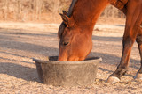 Fototapeta Konie - Red bay horse eating her feed out of a rubber pan in pasture