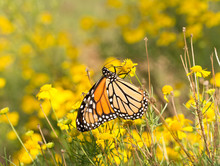 Female Monarch Butterfly Feeding On A Yellow Sneezeweed Flower To Get Energy For Her Migration In Fall