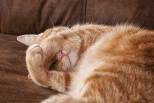 Ginger Tabby Cat Asleep, With His Paws Covering His Eyes