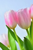 Fototapeta Tulipany - Beautiful delicate spring flowers - pink tulips. Pastel colors and isolated on a pure background. Close-up of flowers with drops of water. Nature concept for spring time.