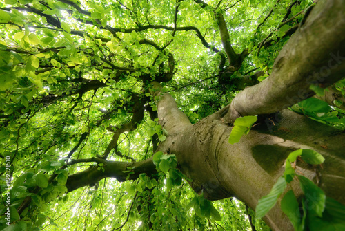 Beeindruckender Baum im weichen Licht