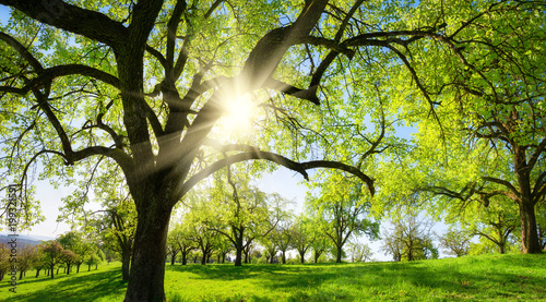 Fotografie, Obraz  Obstbäume auf schöner Wiese, mit der Sonne und der Silhouette eines Baums