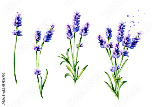 Ilustracja: Lavender summer bouquet collection. Watercolor hand drawn vertical illustration, isolated on white background Lavender summer bouquet collection. Watercolor hand drawn vertical illustration, isolated on white background