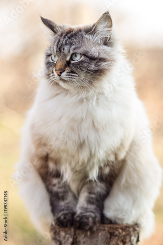 Portrait Of A Siamese Cat Sitting On A Tree Stump Pet Outdoors