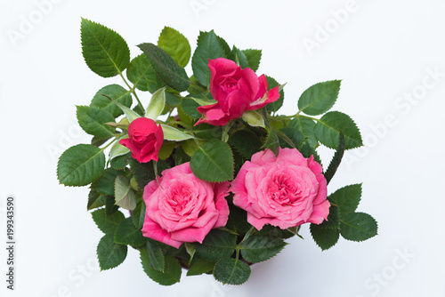 Plakat drobnokwiatowa różowa róża na białym tle, widok z góry