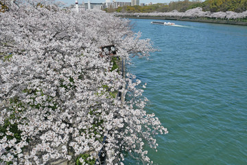 Wall Mural - 大川と桜