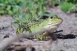 Firm Green toad (Bufotes viridis) showing off in a backyard lawn with bright green grass on a sunny day
