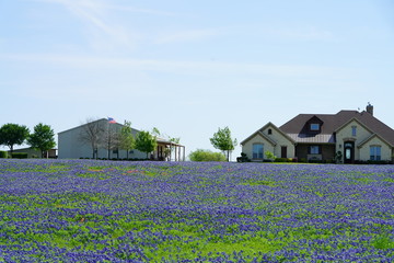 Large Country Estate Bluebonnet flowers blooming during spring time near Texas Hill Country, USA