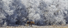 Panoramic View Of Moose Standing On Field Against Trees At Forest During Winter