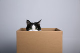 Fototapeta Koty - cardboard box with a cat
