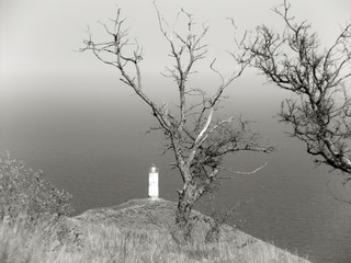 Lighthouse on a high seashore. View of the sea. In the foreground there are two withered trees. Black and white.