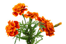 Orange Marigold Flower, Tagetes Erecta, Mexican Marigold, Aztec Marigold, African Marigold Isolated On White Background