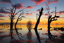 Old Gnarly Trees On The Lake At Sunset