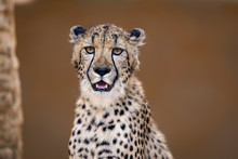 Closeup Of A Cheetah