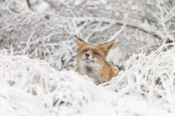 Wall Mural - red fox in a white winter landscape