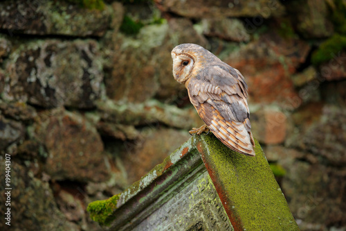 Urban Wildlife Bird Barn Owl Buy This Stock Photo And Explore