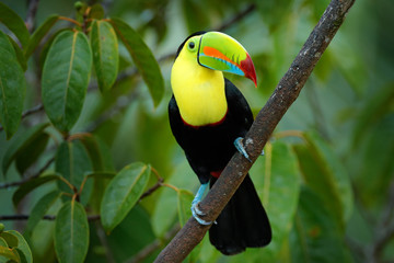 Wall Mural - wildlife costa rica. tropic bird. toucan sitting on the branch in the forest, green vegetation. natu