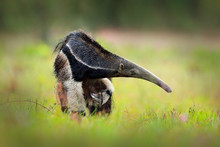 Anteater, Cute Animal From Brazil. Giant Anteater, Myrmecophaga Tridactyla, Animal With Long Tail Ane Log Nose, Pantanal, Brazil. Wildlife Scene From Wild Nature.