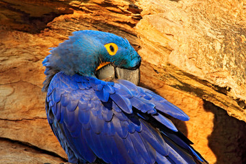 Blue Macaw portrait. Nesting behaviour. Hyacinth Macaw, Anodorhynchus hyacinthinus, in tree nest cavity, Pantanal, Brazil, South America. Detail portrait of beautiful big blue parrot nature habitat.