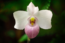 Paphiopedilum Delenatii, Vietnam Wild Orchid, Pink Flower, Nature Habitat. Beautiful Orchid Bloom, Close-up Detail. Wild Flower From South America. Art View Nature. Nature Holiday In Tropic Forest.
