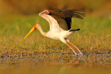 Stork Start From River. Yellow-billed Stork, Mycteria Ibis, Walk In Water, Tanzania. River With Bird In Africa. Strok In Nature March Habitat. Stork In Africa Lake. Bird In The Water. White Bird.
