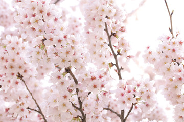  桜 花 春 満開 背景