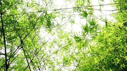 Wall Mural - Natural bamboo leaf background