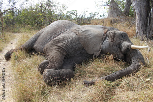 Resting big elephant lying in the grass - Botswana Canvas Print