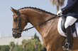 Retrato de un caballo KWPN en una competicion de doma