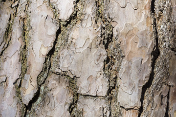 Wall Mural - Nahaufnahme der Rinder einer Schwarz-Kiefer im Wald 