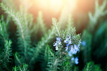 Blossoming Rosemary Plants With Flowers On Green Bokeh Herb Background. Rosmarinus Officinalis Angustissimus Benenden Blue Field. Copy Space