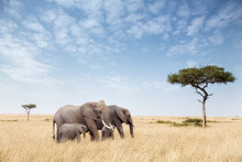 Elephant Group In The Masai Mara