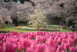 Fototapeta Tulipany - 春の庭