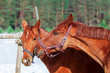 © Fotograf - Две ласковые лошади, крупным планом, на фоне зимней природы