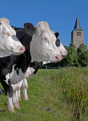 Cows in meadow. Friesland Netherlands farming