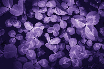 Wall Mural - Ultraviolet Clover background, Abstract Purple wallpaper for design in Ultra Violet color