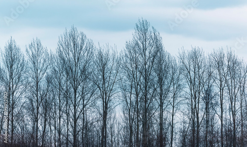 Fotografía Row of bare winter trees under cloudy sky.