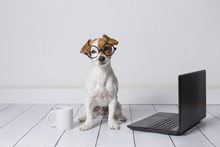 Cute Young Small Dog Sitting On The Floor And Working On Laptop. Wearing Glasses And Cup Of Tea Or Coffee Besides Him. Pets Indoors