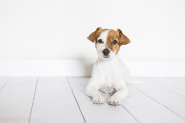 Wall Mural - portrait of a cute young small dog lying on the white wood floor, resting and looking at the camera. Pets indoors