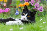 Fototapeta Koty - A black-white cat, European Shorthair, lying in a meadow with colorful flowers 