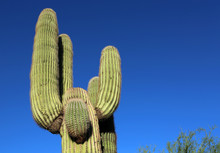 Cactus Saguaro On Blue Sky, Arizona