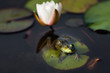 Frog On A Lilly Pad