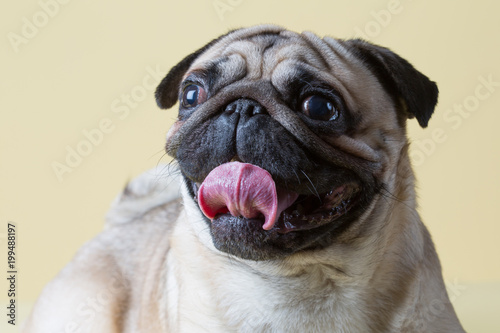 Jeune Petit Chien De Race Carlin Buy This Stock Photo And