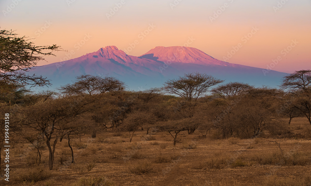 Kilimanjaro im Morgenlicht - obrazy, fototapety, plakaty 