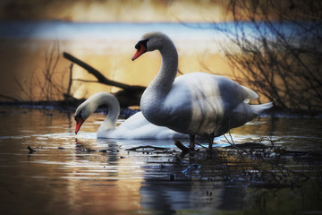 Schwan am Seeufer