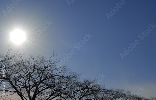 冬 木 逆光 空 太陽 素材 Stock Photo Adobe Stock
