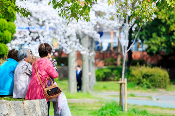 Canvas Print - 公園に座っているシニア女性