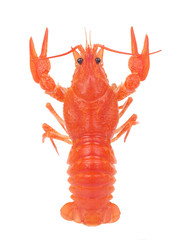 Canvas Print - Crayfish