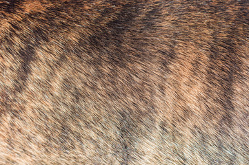 wet dirty animal fur, german boxer skin closeup