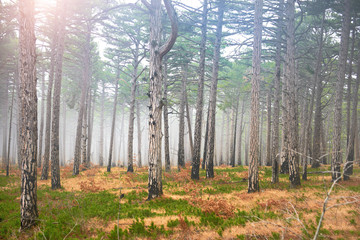 Wall Mural - Mystery misty forest with sun and green pine trees